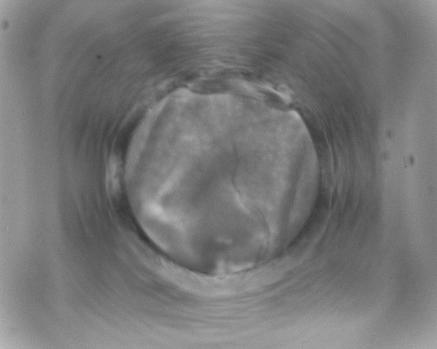 X0000070350038200607072049