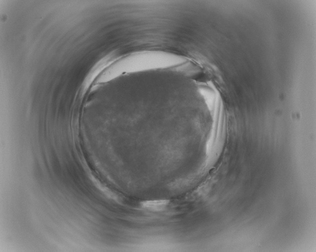 X0000070350051200607072048