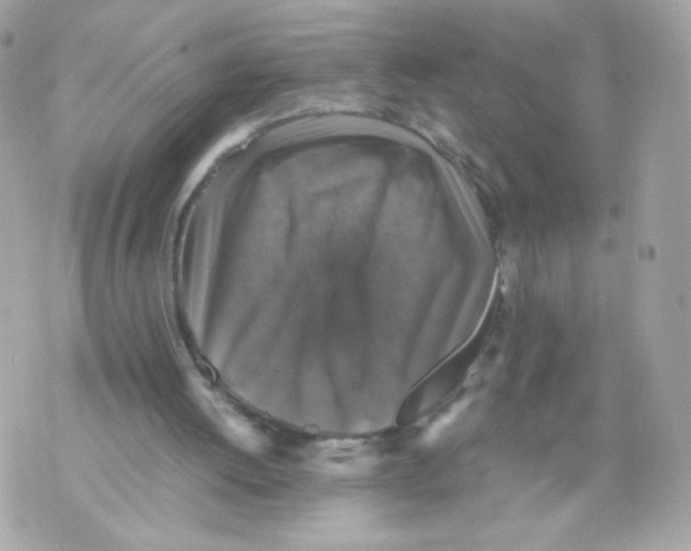 X0000070350052200607072048