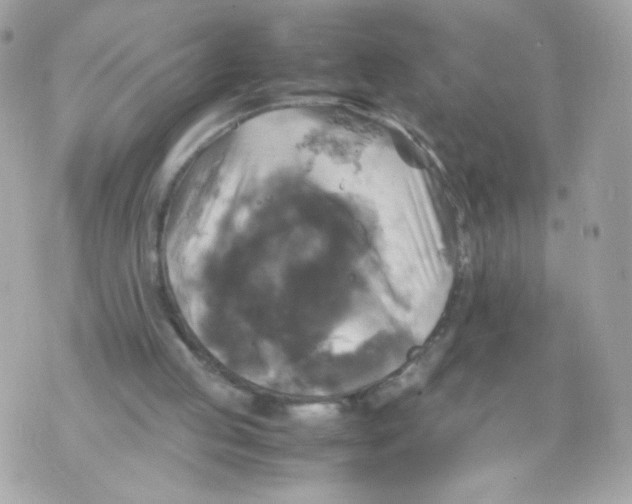 X0000070350053200607072048