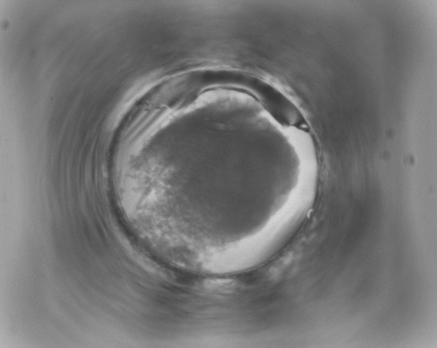 X0000070350055200607072048