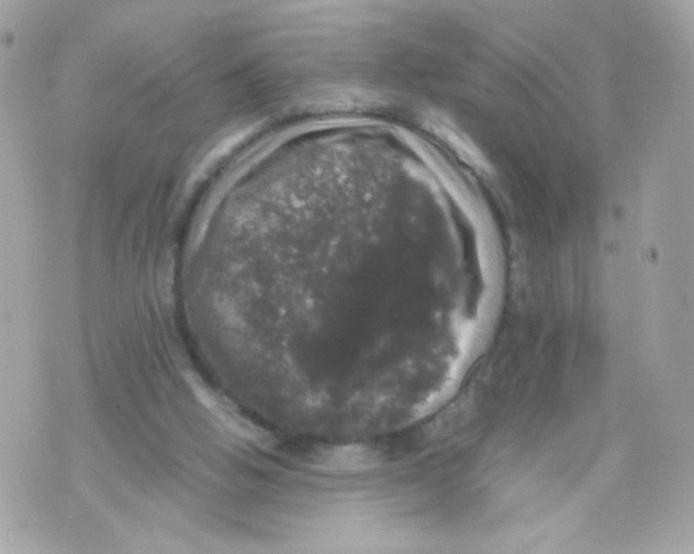 X0000070350058200607072048