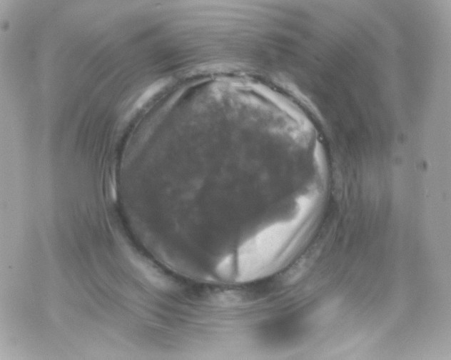 X0000070350062200607072048