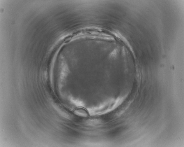 X0000070350063200607072048