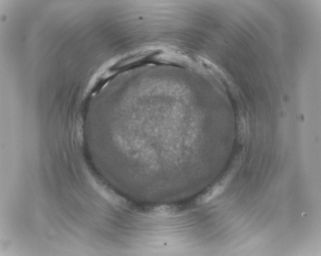 X0000070350064200607072048