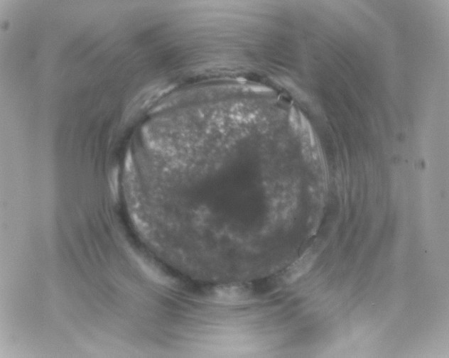 X0000070350070200607072048