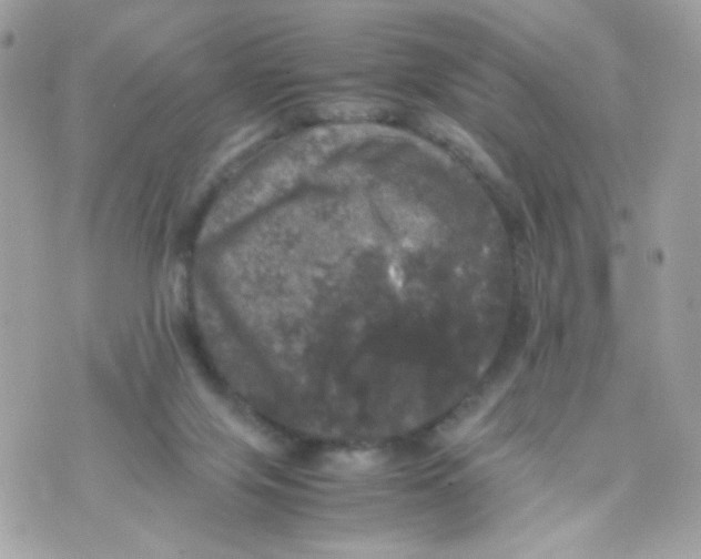 X0000070350071200607072048