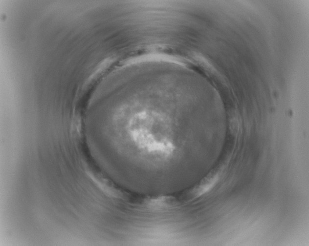 X0000070350072200607072049