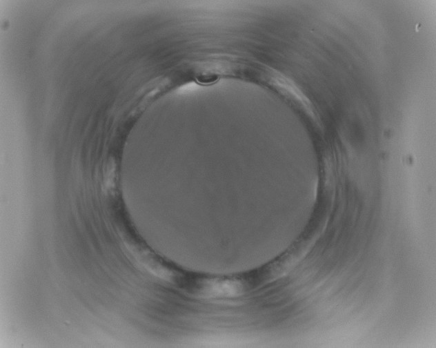 X0000070350073200607072049