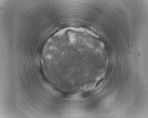 X0000070350078200607072049