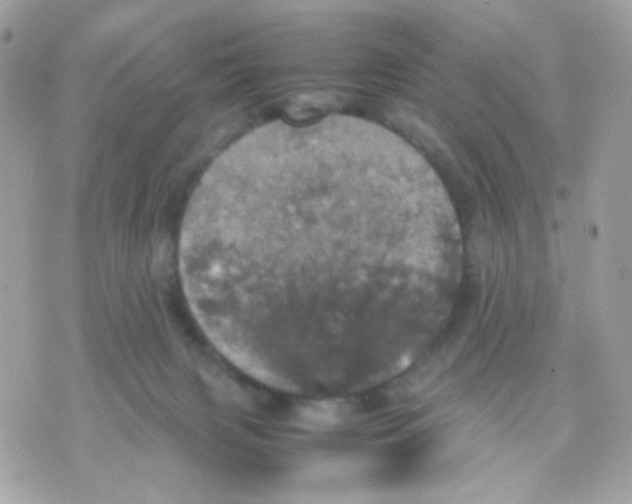 X0000070350079200607072049