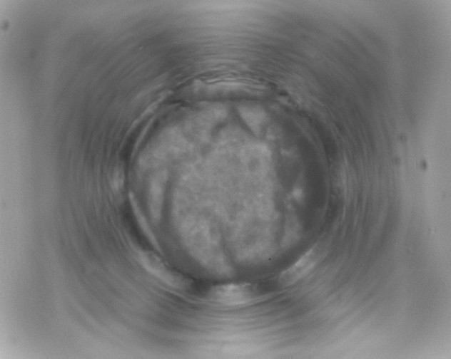 X0000070350082200607072049