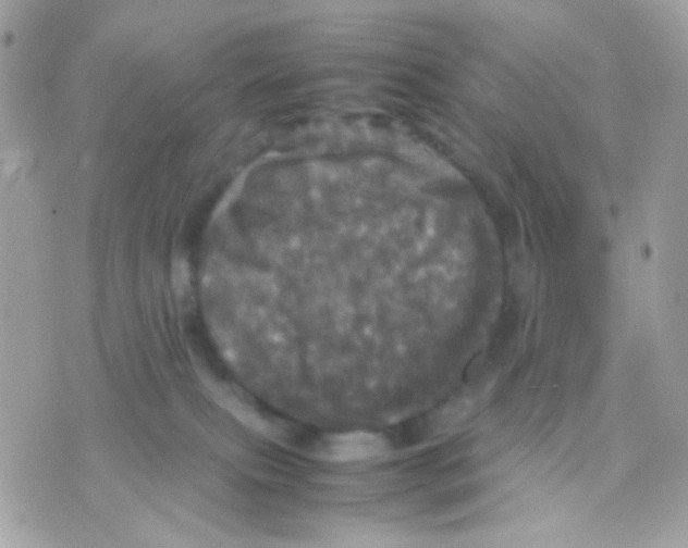 X0000070350087200607072049