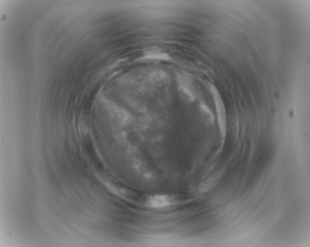 X0000070350091200607072049