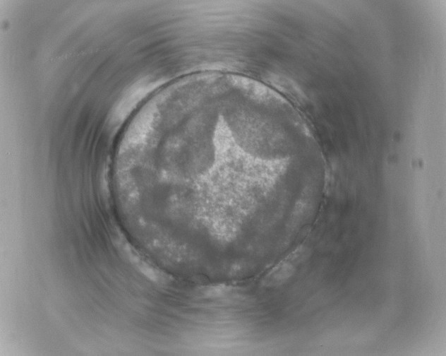 X0000070350098200607072048