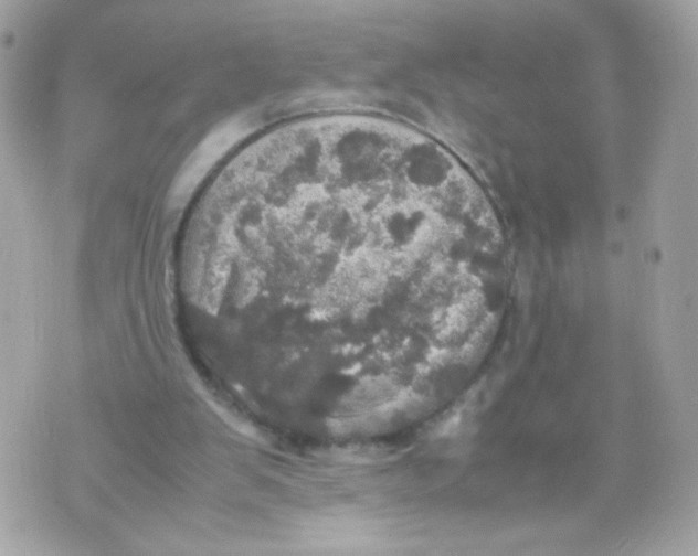 X0000070350103200607072048