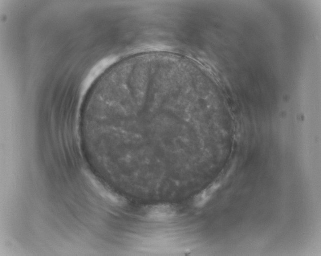 X0000070350104200607072048