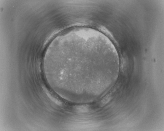 X0000070350106200607072048