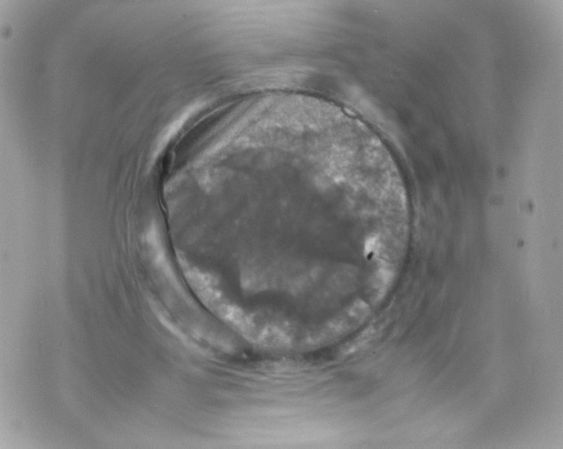 X0000070350107200607072048