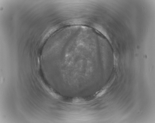 X0000070350109200607072048