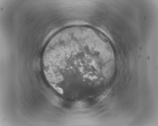 X0000070350111200607072048