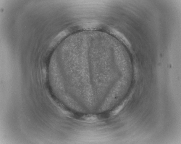 X0000070350113200607072048