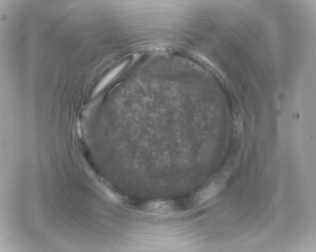 X0000070350117200607072048