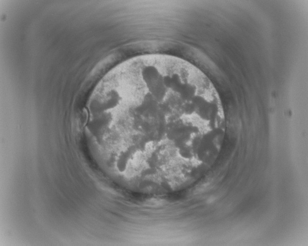 X0000070350119200607072048