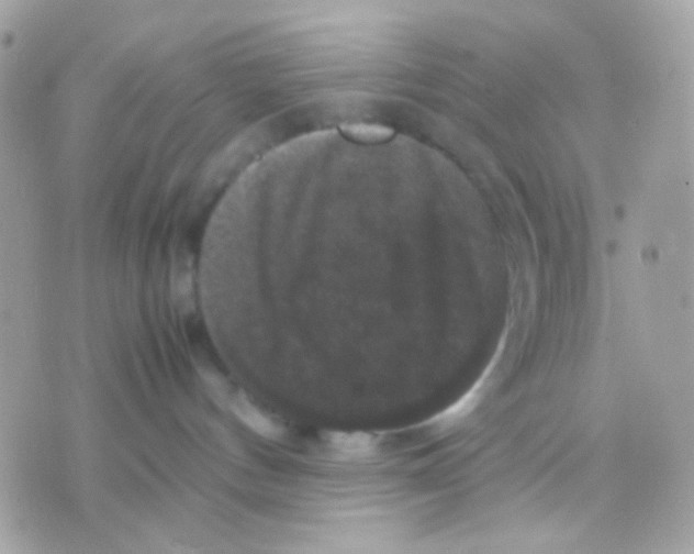 X0000070350144200607072047