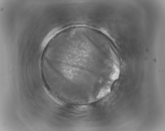 X0000070350151200607072047