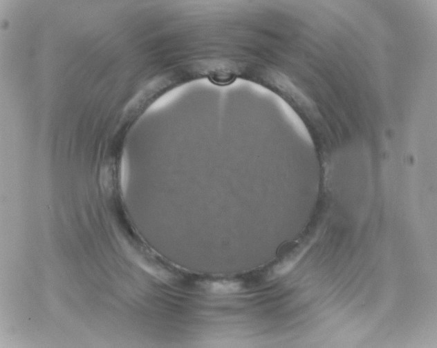 X0000070350165200607072047