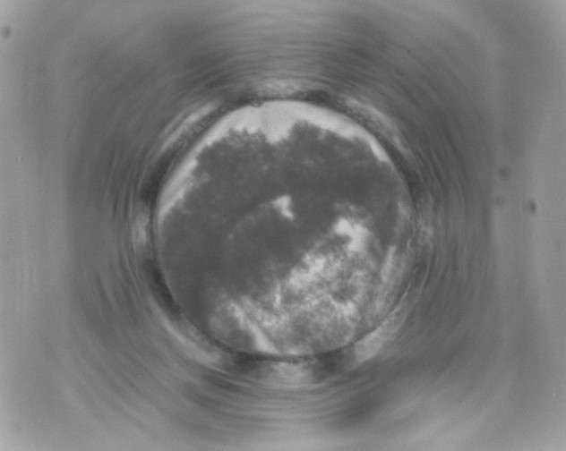 X0000070350166200607072047