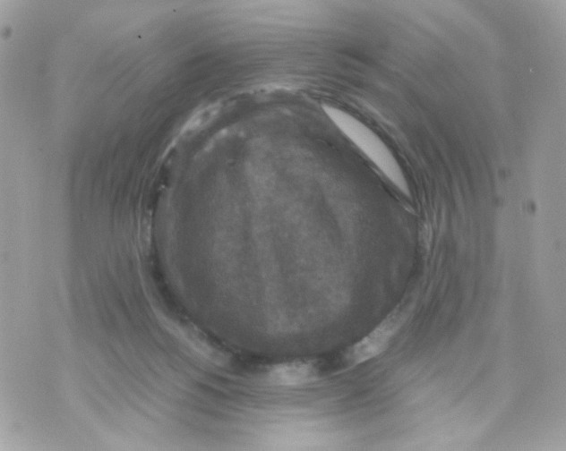 X0000070350168200607072047