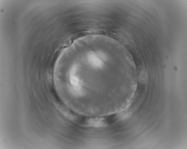 X0000070350179200607072047