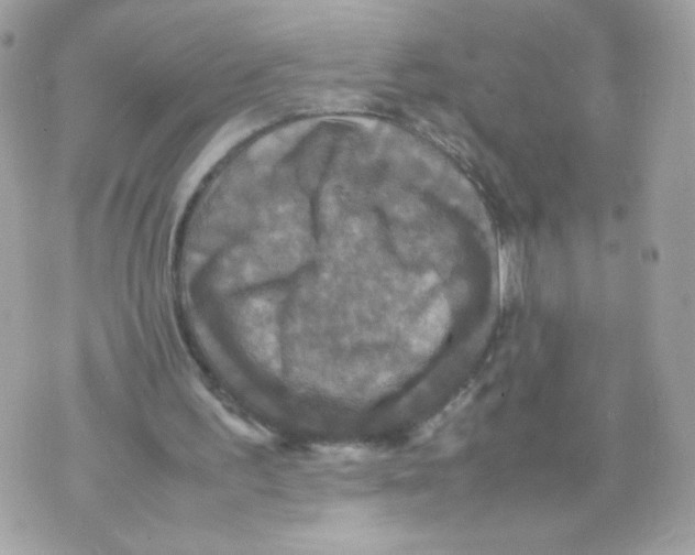 X0000070350195200607072047