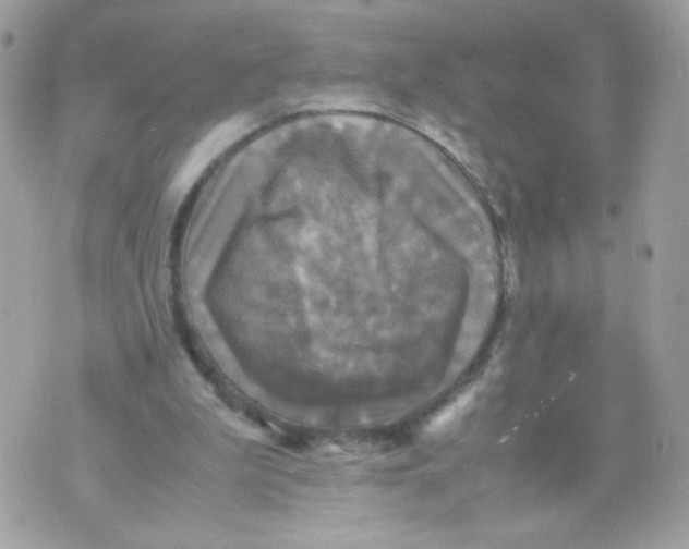 X0000070350199200607072046