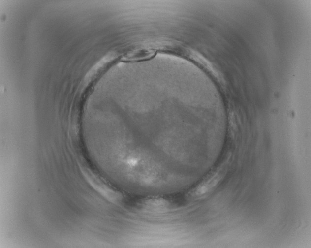 X0000070350203200607072046