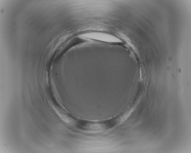 X0000070350205200607072046