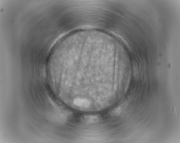 X0000070350208200607072046