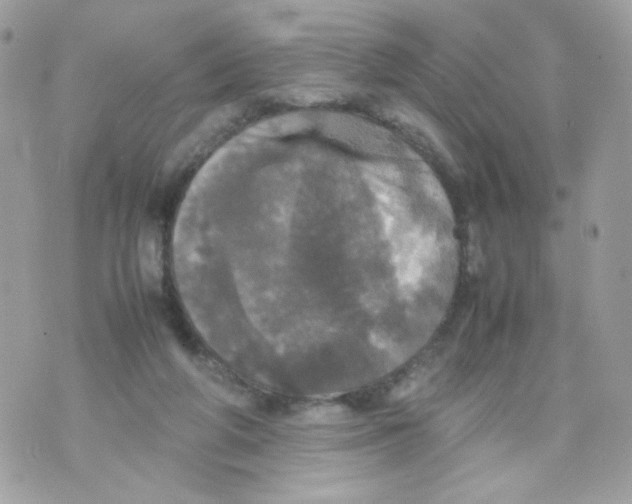 X0000070350210200607072046