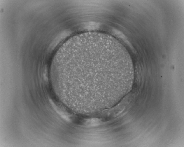 X0000070350212200607072046