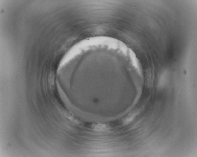 X0000070350230200607072046