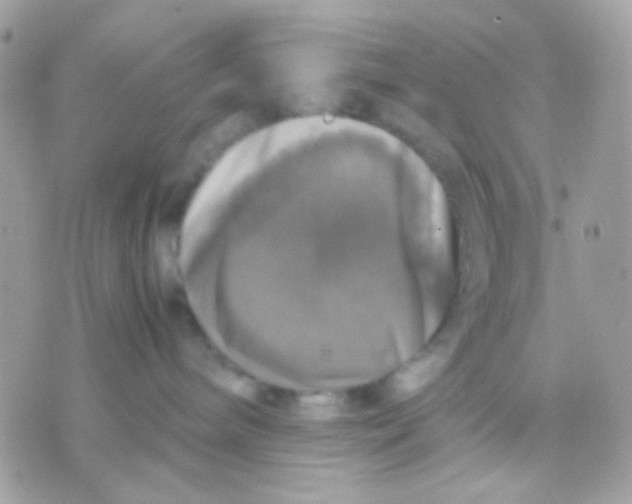 X0000070350240200607072046