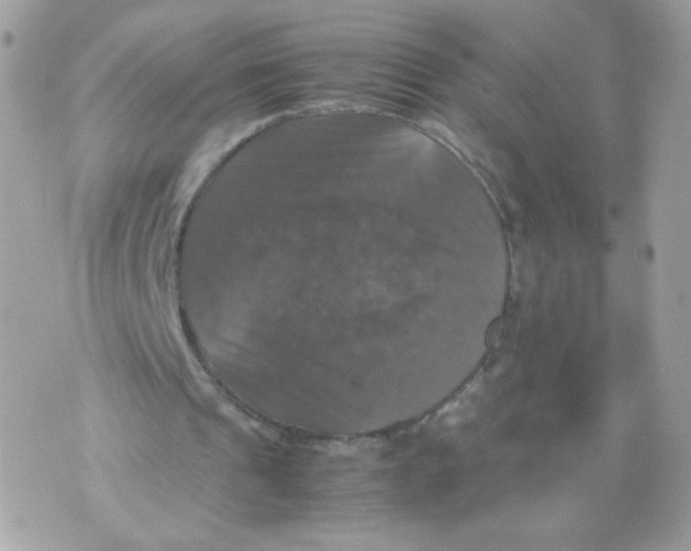 X0000070350241200607072045