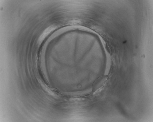 X0000070350242200607072045