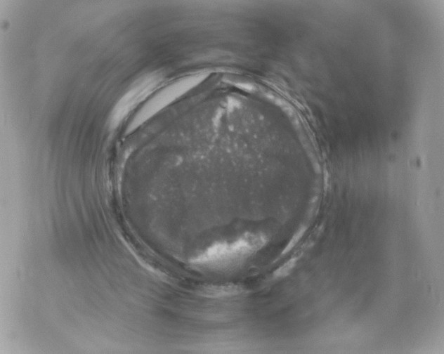 X0000070350245200607072045