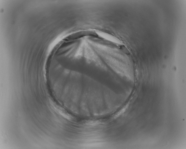 X0000070350246200607072045