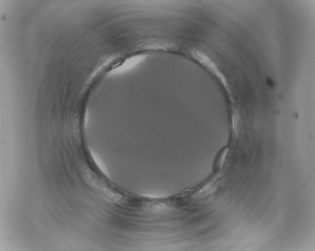 X0000070350249200607072045