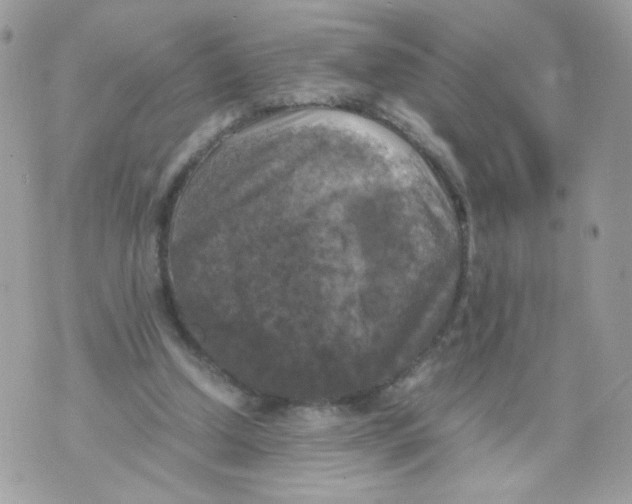 X0000070350250200607072045