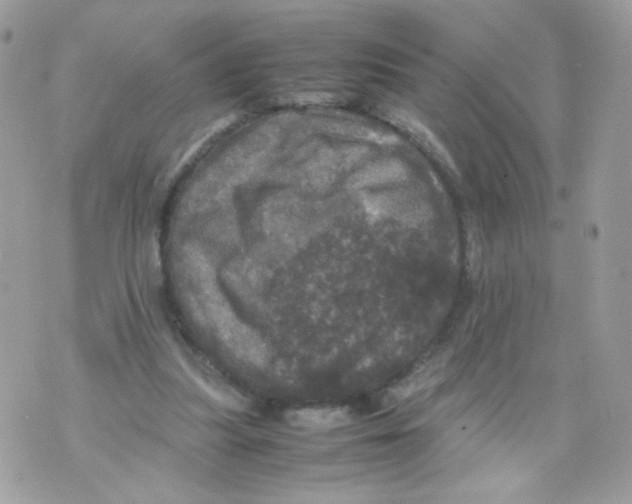 X0000070350251200607072045